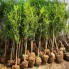 Dropshipping de mudas de buxo de haste única, mudas de buxo de folha pequena, bonsais ornamentais plantados em jardins e espaços comunitários, tocos de árvores e sebes