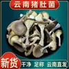 Estómago de Cerdo Seco Hongo Estómago de Cerdo 500g Delicias de Montaña Especialidades Locales Hongo Yunnan Zi Comestible No Silvestre Para Sopa