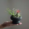Plantas de Oficina Hidropónicas de Alta Calidad Plantas en Maceta Piña Negra Plantas Verdes de Escritorio Suculentas Adornos para Estación de Trabajo
