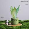 Árvore da Fortuna Plantada em Vaso Desktop Planta Criativa Enfeites Florais de Escritório e Plantas Verdes Coco Rico Funcho Pequeno Bonsai
