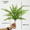Simulación planta verde helecho riñón hoja manojo de hoja persa proyecto plantas verdes con pasto paisajismo exterior plantas decorativas venta al por mayor