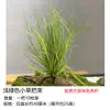 Césped Artificial para Terrarios de Reptiles, Decoración de Tanque Desértico, Vegetación de Micro-Paisaje, Césped Artificial para Tanque de Selva Tropical, Càlamo