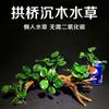 Musgo para Paisajismo de Acuarios Madera a la Deriva Plantas Acuáticas Naturales Reales Hierba Musgo Ficus de Madera Negativa Pecera Ecológica Árbol de Musgo