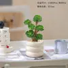 Plantas Atractoras de Fortuna, Árbol del Dinero, Suculentas Difíciles de Matar, Plantas Verdes para Escritorio de Oficina, Macetas