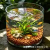Tanque de peces de vidrio transparente recto de gran diámetro, jarrón de micro paisajismo, cubo de flores, jarrón de flores, adorno decorativo de boca ancha