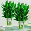 Bambu Guanyin hidropônico de boa sorte e prosperidade para todas as estações, bambu d'água que traz riqueza, planta verde em vaso para escritório interno, sala de estar, remoção de formaldeído, prosperidade rápida
