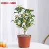 Plántulas de osmanthus de cuatro estaciones, flores resistentes al frío para balcones, plantas de osmanthus dorado en maceta para patios, plantas maduras con fragancia fuerte y período de floración largo