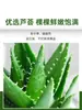 Planta de Aloe Vera en Maceta Interior Además de Formaldehído Purifica el Aire Flores Plantas Verdes Oficina Cactus Plantas Suculentas Buenas para las Cuatro Estaciones