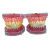 Modelo Dental de Enseñanza Oral para que los Estudiantes Practiquen la Extracción de Dientes, Boca Completa con Dientes Desmontables, Encías Suaves, 28 Dientes, Accesorios de Color Único y Doble