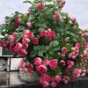 Plántulas de Rosas Trepadoras, Plantas en Maceta Luna Europea, Plántulas de Rosas Trepadoras, Rosas de Floración Multiestacional, Versión Paquete para Balcón y Patio