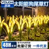 Lâmpada Solar para Pátio Externo Lâmpada de Junco Jardim de Villa Gramado Doméstico Plugue de Solo Luz Canteiro de Flores Lâmpada de Paisagem à Prova d'Água