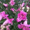 Flor de guarda cañón semilla de flor planta trepadora flor enredadera enciclopedia plantación cuatro estaciones jardín verde pared vid vieja colgante comercio electrónico transfronterizo