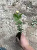 Planta de Semillero de Jazmín Cabeza de Tigre en Maceta Sala de Estar Doble Pétalo Espécimen Antiguo Fragancia Fuerte Gardenia Jiulixiang Planta Fácil de Cultivar en Cuatro Estaciones Planta Verde