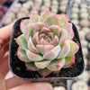 Base de planta suculenta autoproducida y autovendida al por mayor suculentas pequeñas combinación de flores plantas en maceta plantas carnosas Lithops Haworthia
