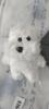 Colgante de Mochila Bolso de Hombro Peluche Muñeca Pequeña