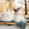 Coleira de gato transfronteiriça, colar de tecido para gatinhos, sino de colar, anti-sufocamento, fivela de segurança confortável, suprimentos de decoração para animais de estimação