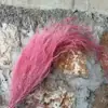 Grama Barba de Dragão Eterna Pendurada Arroz Decoração de Casa Pendurada na Parede Planta de Rattan Decoração de Casamento Grama Aspargo Grama Pena Grama Barba de Dragão