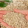 Granos de cebada: Cebada cultivada en granja, mondada y pelada. Los granos de cebada están limpios y son adecuados para hacer gachas o alimentos a base de cereales para el desayuno.