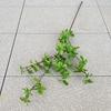 Simulación Hoja de campana Impresión 3D tacto cinta Hoja de campana japonesa decoración arreglo floral para el hogar simulación hoja verde