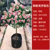 Rosa de Touceira [Floresce em Todas as Estações] Rosa de Touceira Flores em Forma de Galho Mudas de Flores Grandes Rosas de Vaso Não Podem Ser Cultivadas no Quintal