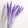 Ramo de Flores Secas de Yunnan Espigas de Mijo Espigas de Grano Decoración para el Hogar Literaria Pastoral Accesorios para Fotografía Flores Secas DIY Venta al por Mayor
