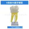 Modelo de Dente Humano Ampliado 12X com Moldes Anatômicos Destacáveis da Polpa Dentária, Nervos Dentários, Incisivos, Caninos e Molares