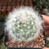 Combinación de Cactus Cactus sin Espinas Flor Suculenta Planta de Flor de Interior Planta en Maceta Pequeña Bolsillo de Estrella Fina Planta Rara