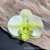 Cabeza de Flor de Phalaenopsis de Película Artificial Impresa en 3D Horquilla para el Cabello de Celebridad de Internet Souvenir de Boda Caja de Dulces de Boda Flores Falsas Decoradas a Mano