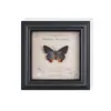 Especimen de Mariposa Real, Mariposa Amarillo Rosa, Insecto Animal, Planta Rara, Mariposa Cola de Golondrina con Banda Verde, Decoración de Entrada de Casa, Pintura Decorativa de Regalo