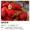 Plántulas de Fresa Crema Semillas en Maceta con Macetas y Tierra Color Rojo Todo el Año Comestible Plantación en Balcón Nuevas Plántulas