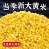 Mijo fresco de granja de Shanxi, arroz amarillo grande, mijo suave y glutinoso, pastel de arroz, arroz pegajoso, tamales de arroz, mijo