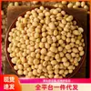 Moagem de Soja Fabricação de Leite de Soja Tofu Fresco Soja Grande Matéria-Prima para Leite de Soja Café da Manhã Nutritivo Tofu Rico em Proteína Soja Especial