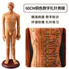 Folha de Cobre para Acupuntura Uso Doméstico Medicina Tradicional Chinesa Silicone Modelo de Diagrama de Meridianos do Corpo Humano com Pontos de Acupuntura