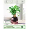 Árbol del Dinero Maceta Flores, Sala de Estar, Casa Próspera, Plantas Verdes, Fácil de Cultivar en Todas las Estaciones, Árbol del Dinero, Plantas Hidropónicas de Escritorio para Oficina