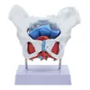 Modelo de Pelvis Femenina, Modelo de Músculos del Suelo Pélvico, Modelo Uterino Pélvico, Modelo de Enseñanza del Parto y la Partería
