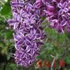 Dropshipping de mudas de lilases, mudas de flores perfumadas, plantas resistentes ao frio que florescem em todas as estações, pátios externos no Norte e no Sul