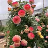 Plántulas de Rosas, Enredaderas Trepadoras, Plántulas Pequeñas, Frutales, Rosas de Balcón Florecientes, Plantas de Interior en Maceta, Fáciles de Cuidar en Todas las Estaciones, Flores, Rosas, Plantas Verdes