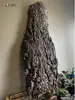 Placa colgante de helecho de asta Corcho portugués Corteza de árbol real Placa de plantación fija Planta de aire Orquídea Dendrobium Orquídea Phalaenopsis Metabo