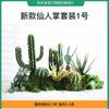 Cactus artificial, planta tropical desértica, decoración paisajística, centro comercial, restaurante, ventana, florero, decoración, columna de cactus falso
