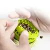 Juguetes Interactivos para Perros Pelotas con Cuerda para Premios y Goma para Perros Pequeños y Medianos, Resistentes a la Mordida, Limpieza Dental para Mascotas