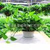 Plantas de Interior em Vaso com Folhas Verdes: Pothos, Menta, Planta Cobra, Árvore do Dinheiro, Jasmim e Outras Combinações de Plantas Verdes