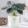Rinoceronte Blanco Lirio de Calas Plantas en Maceta en la Sala de Estar y Escritorio de Oficina Plantas Verdes para Alimentar Durante Todo el Año Plantas Tropicales Populares y Florales