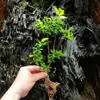 Plantas aquáticas, aquários, terrários, aguapé, tocos velhos, plantas aquáticas, plantas preguiçosas, hidroponia interna