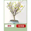 Plántulas de Ciruelo Ornamental en Maceta, Bonsái de Tocón Viejo para Balcón y Jardín, Ciruelo Rojo Nativo con Flores Grandes y Fragancia Fuerte, Plantas de Ciruelo Ornamental Resistentes en Maceta