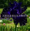 Semillas de rizomas de iris de flor azul, semillas de flores de bulbo, fáciles de cultivar y florecen todo el año, adecuadas para paisajismo de jardines y plantas en maceta