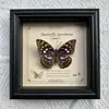 Marco de Fotos con Foto de Espécimen de Mariposa Real Elegante Madera Decorativa Pintura Muebles para el Hogar Marco de Fotos Retro Europeo Mesa Regalo de Cumpleaños