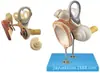 Modelo de Ampliação do Labirinto do Ouvido Interno Modelo: Yj/Gj0025, Modelo de Órgão Sensorial Humano