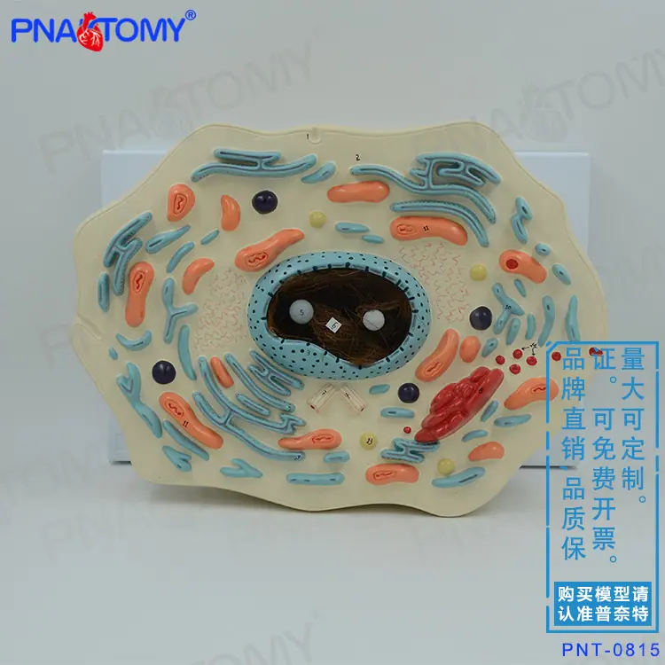 动物细胞01