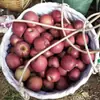 Sichuan Daliangshan Yanyuan Manzana Fea Manzana de Piel Roja Caja de Regalo Regalo de Festival Artículos de Año Nuevo Compra Grupal Modelo de Bienestar