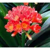Las Clivias en Maceta de Plántulas Viejas Son Fáciles de Cultivar en Todas las Estaciones, Florales Suculentos con Botones, Plantas Verdes, Plántulas Redondeadas de Tamaño Monje para Interiores